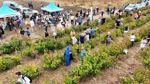 İDO, AVŞA’NIN BAĞBOZUMU COŞKUSUNDA BU YIL DA YERİNİ ALIYOR